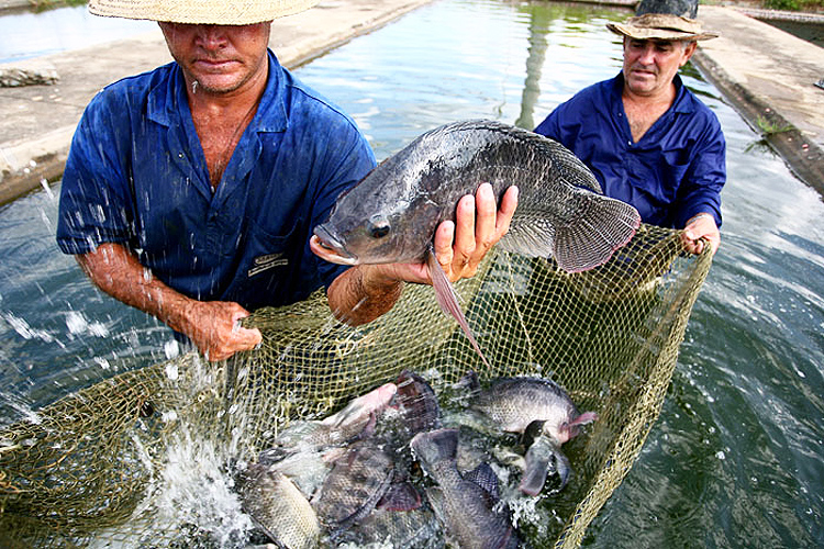 Parceria entre Desenvolve e Sepaq vai fortalecer cadeia produtiva da piscicultura em Alagoas