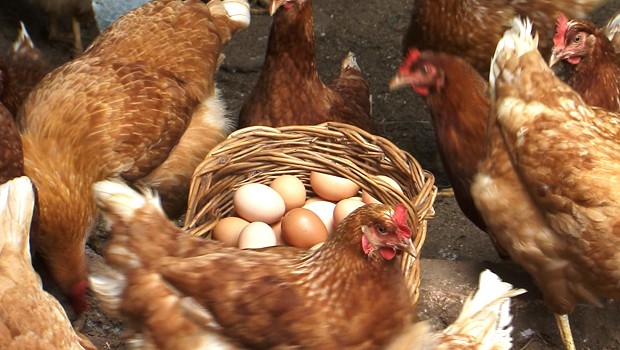 Desenvolve eleva qualidade de vida de sertanejos com novo aporte