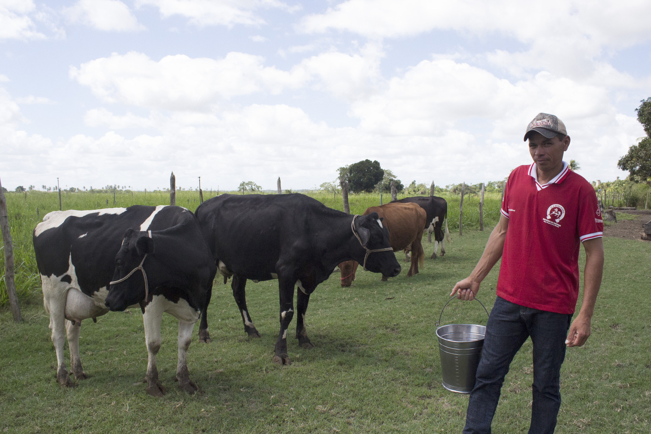 Fomento da Desenvolve ajuda pequeno produtor de leite a melhorar produtividade